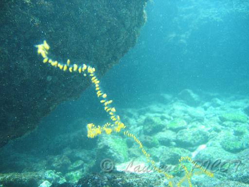 gelee fish.JPG